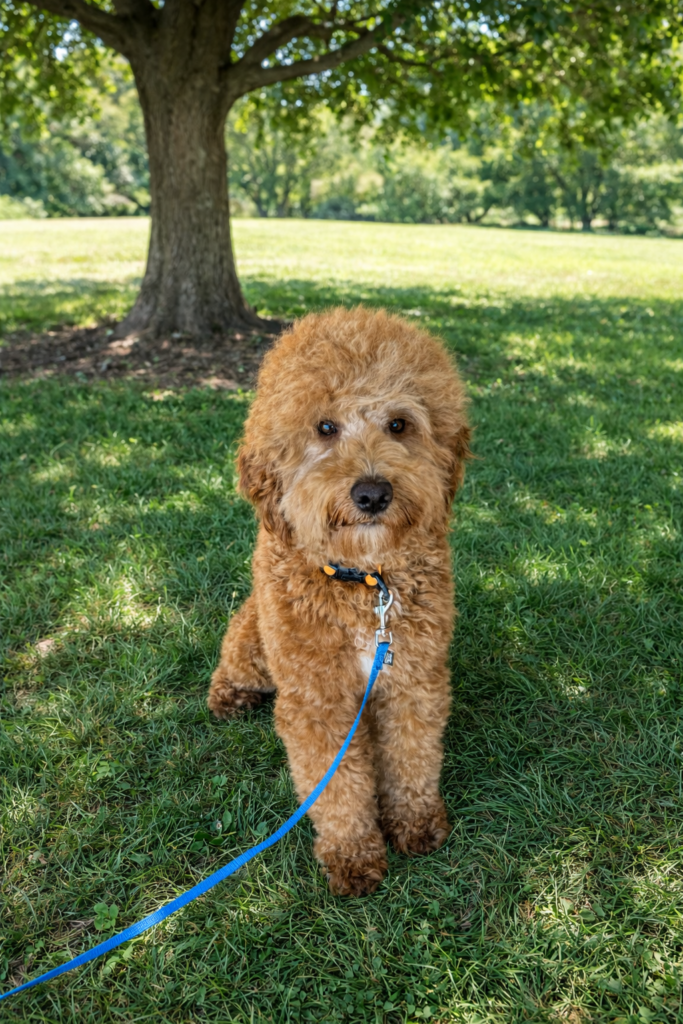Goldendoodle Mooch sitting on grass under a tree in Las Vegas