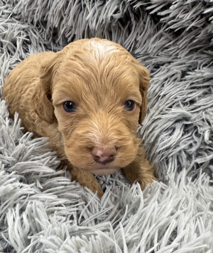 apricot male Australian Labradoodle puppy from Cathy’s Doodles and Poodles breeder near Las Vegas Nevada