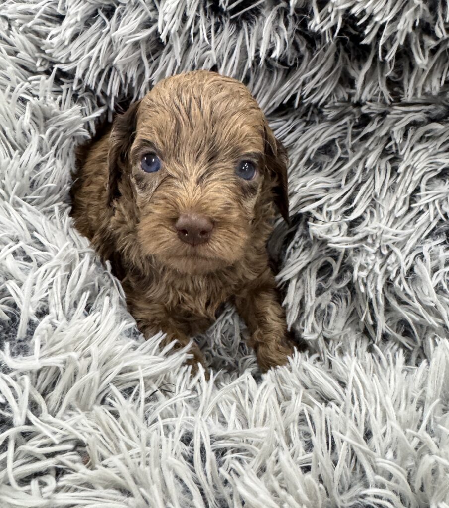Merle Australian Labradoodle puppy from Cathy’s Doodles and Poodles breeder near Las Vegas Nevada