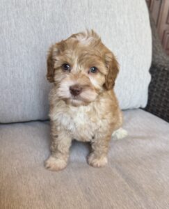 Male Australian labradoodle on chair in Las Vegas
