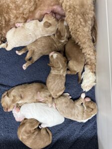 australian Labradoodle puppies laying with mom in whelping box