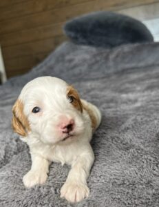 Goldendoodle puppy in Las Vegas from Coco and Rudy litter