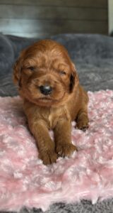 Red Goldendoodle puppy with wavy coat Las Vegas raised in home environment