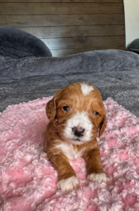 Red and white female Goldendoodle puppy Las Vegas raised in home environment