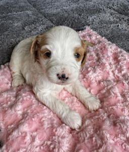 female parti goldendoodle puppy in las Vegas