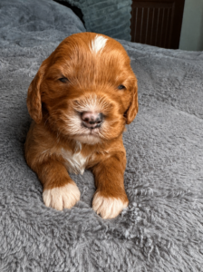 male red straight coat goldendoodle puppy