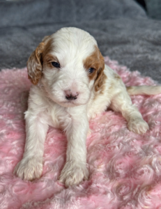 Goldendoodle puppy Las Vegas soft wavy coat adorable temperament