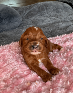 Red Goldendoodle puppy Las Vegas raised in home environment