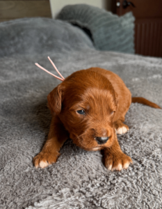 Goldendoodle puppy Las Vegas non shedding coat family companion