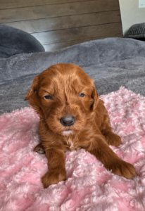 Goldendoodle puppy Las Vegas from health tested parents