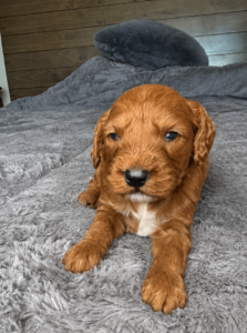 Goldendoodle puppy Las Vegas from health tested parents male
