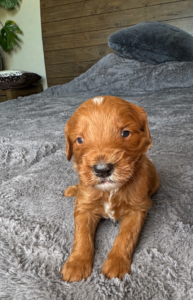 Red Goldendoodle male puppy Las Vegas raised in home environment
