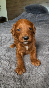 male Red Goldendoodle puppy Las Vegas raised in home environment