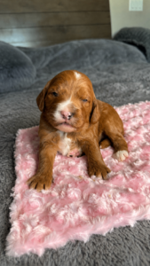 Red and white Goldendoodle puppy Las Vegas raised in home environment