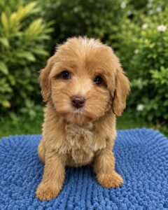 Australian Labradoodle puppy medium size Las Vegas Nevada