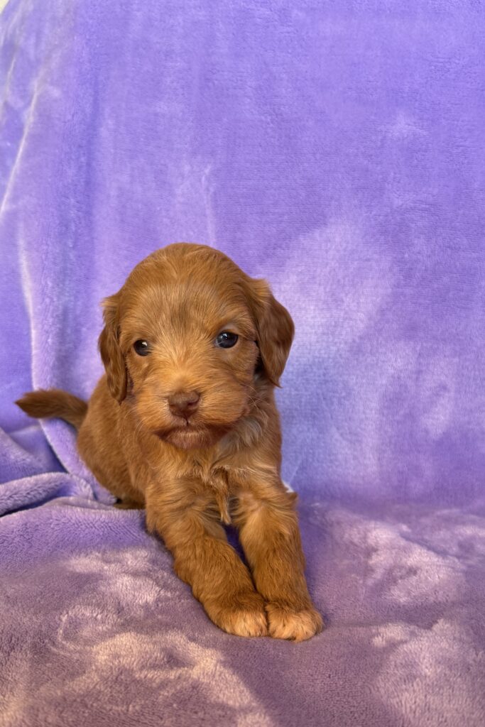 Carmel Female Australian Labradoodle puppy medium size Las Vegas Nevada