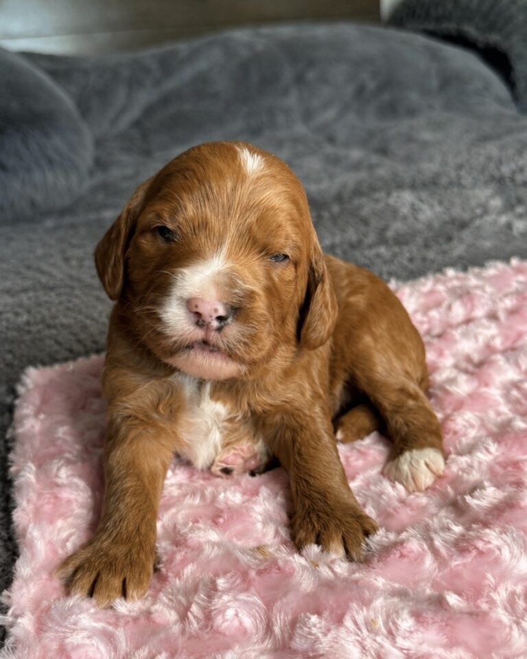 Red and white Goldendoodle puppy Las Vegas raised in home environment