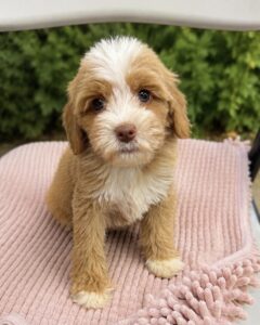 female Australian Labradoodle puppy Las Vegas calm temperament
