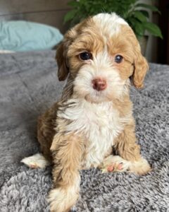 Female Australian Labradoodle on grey blanket
