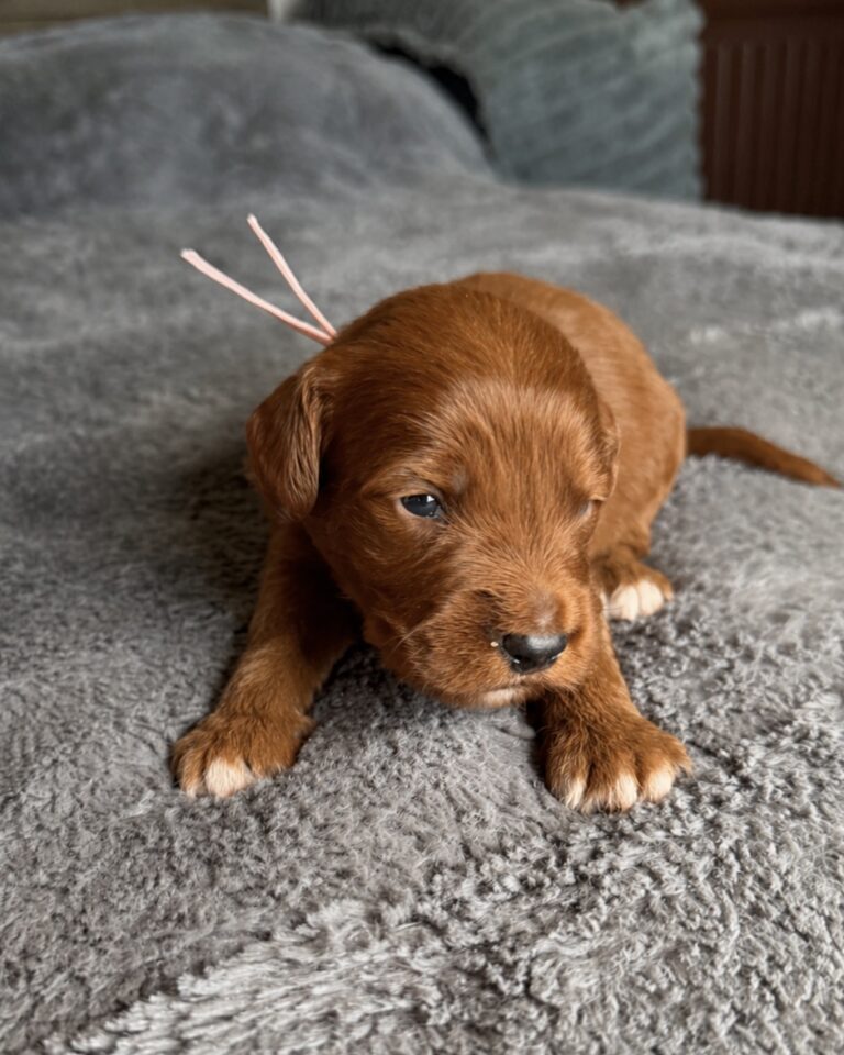 Goldendoodle puppy Las Vegas non shedding coat family companion