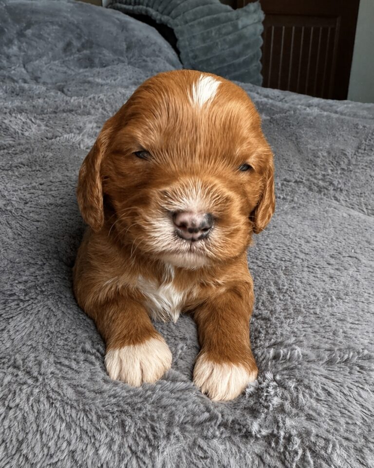 male red straight coat goldendoodle puppy