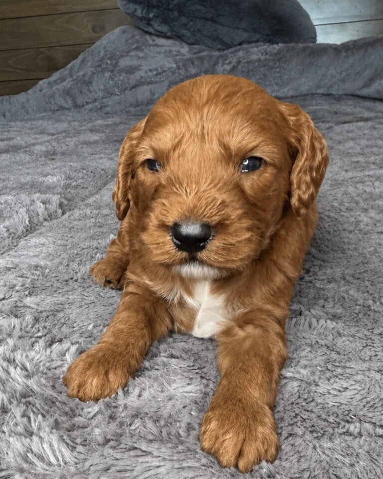 Goldendoodle puppy Las Vegas from health tested parents male