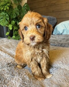 Carmel Female Australian Labradoodle puppy medium size Las Vegas Nevada