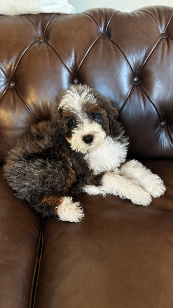 Medium Bernedoodle male puppy available from honest Las Vegas breeder
