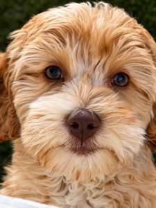 Australian labradoodle mini male face