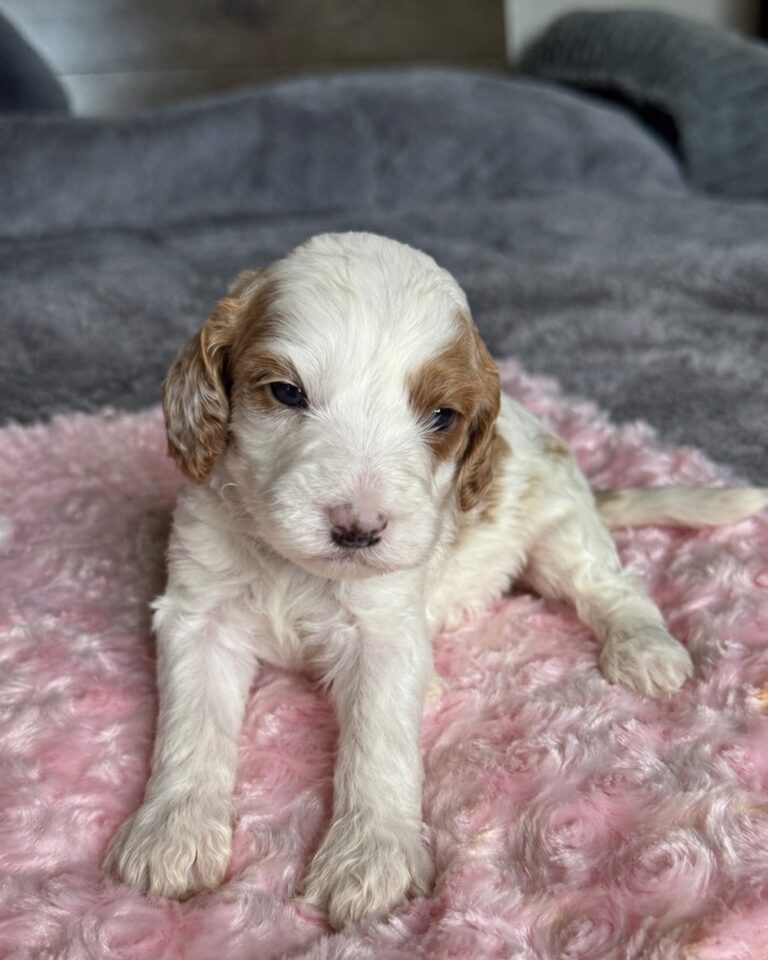 Goldendoodle puppy Las Vegas soft wavy coat adorable temperament