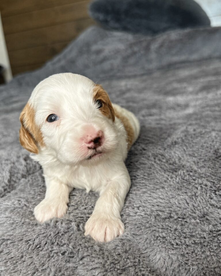 Goldendoodle puppy in Las Vegas from Coco and Rudy litter