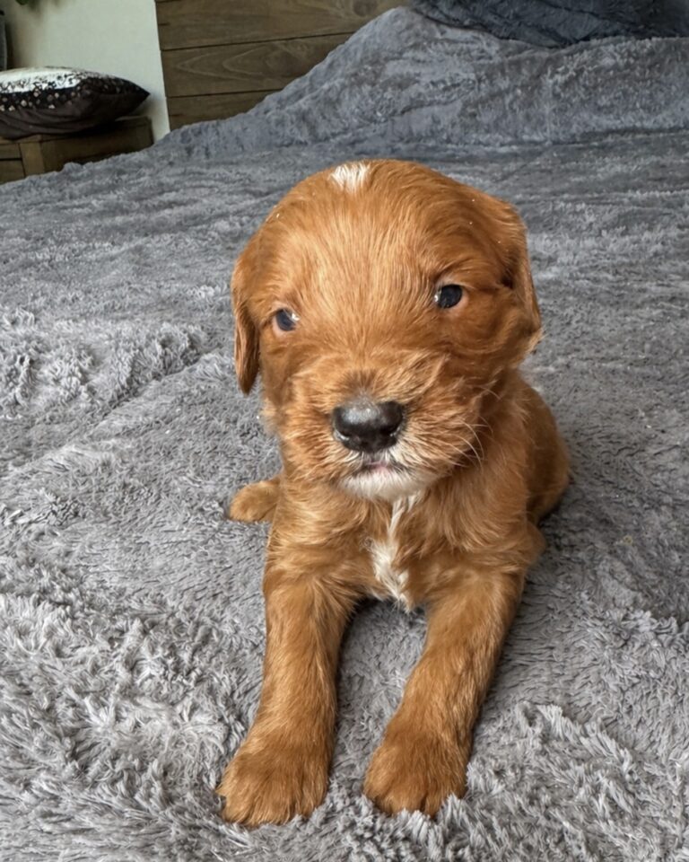 Red Goldendoodle male puppy Las Vegas raised in home environment