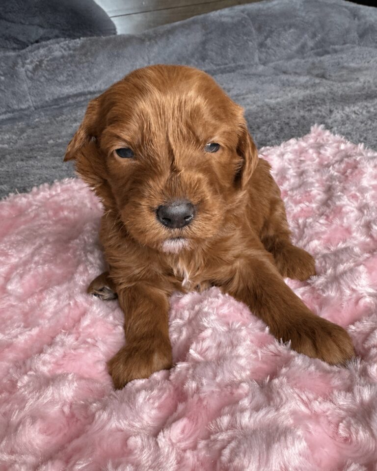 Goldendoodle puppy Las Vegas from health tested parents