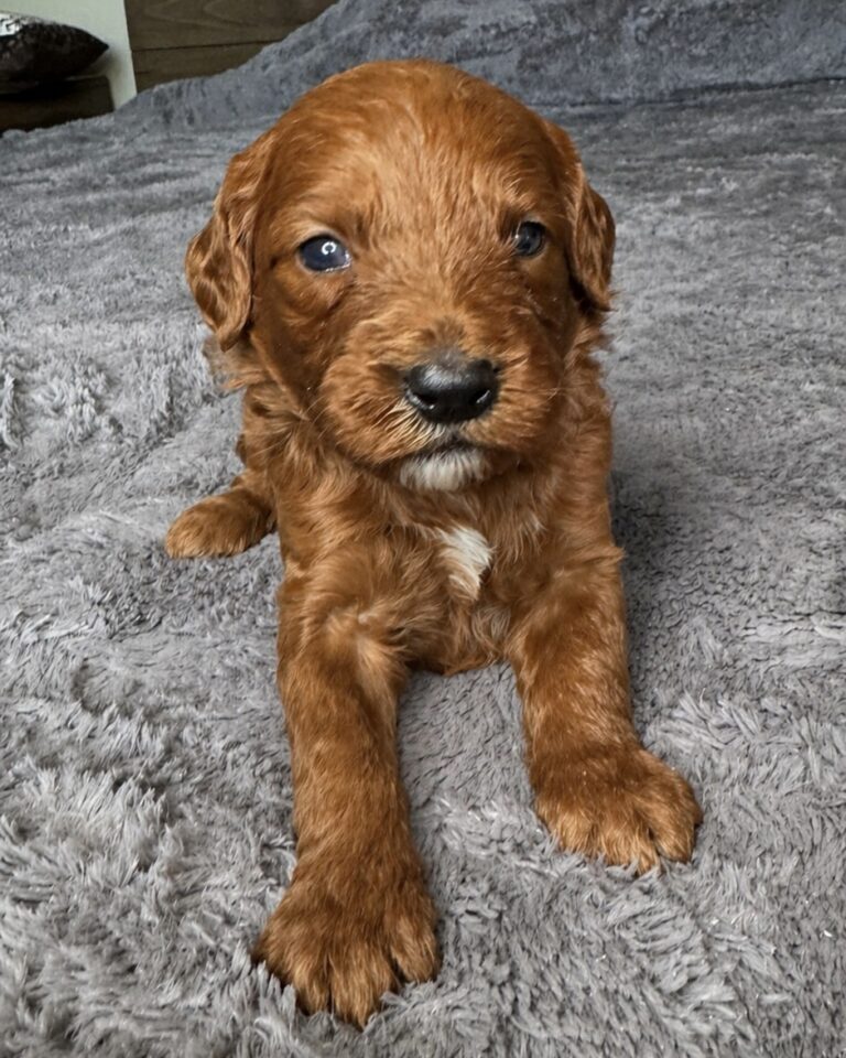 male Red Goldendoodle puppy Las Vegas raised in home environment