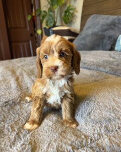 Female Australian Labradoodle puppy in Las Vegas soft wavy coat