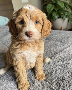 Australian Labradoodle puppy straight coat family raised Nevada