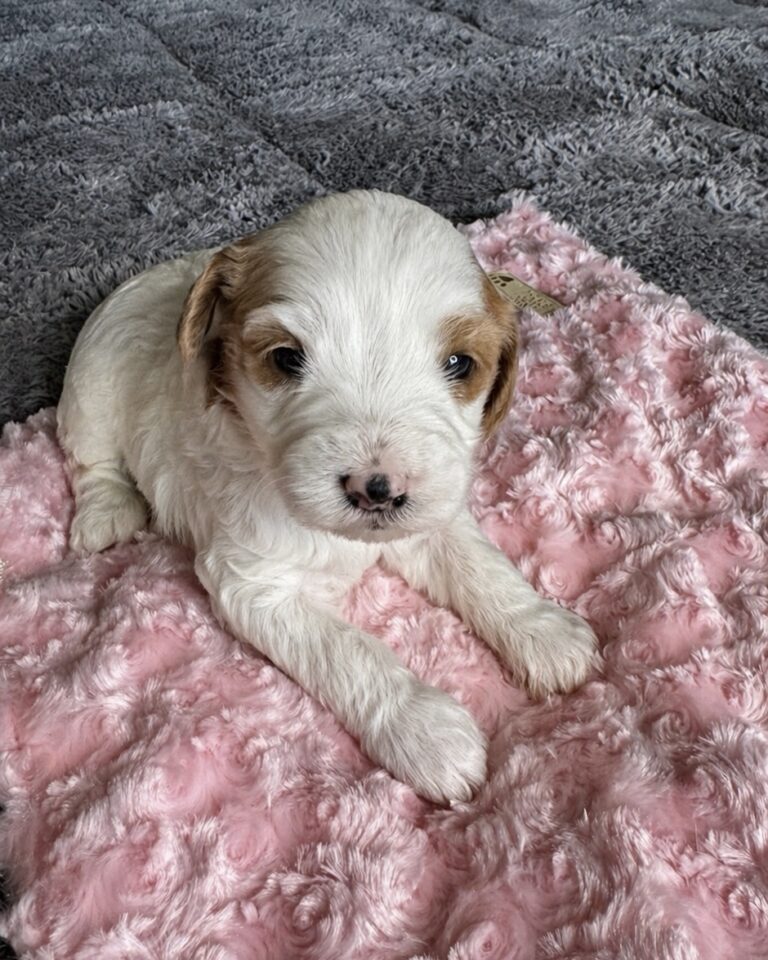 female parti goldendoodle puppy in las Vegas