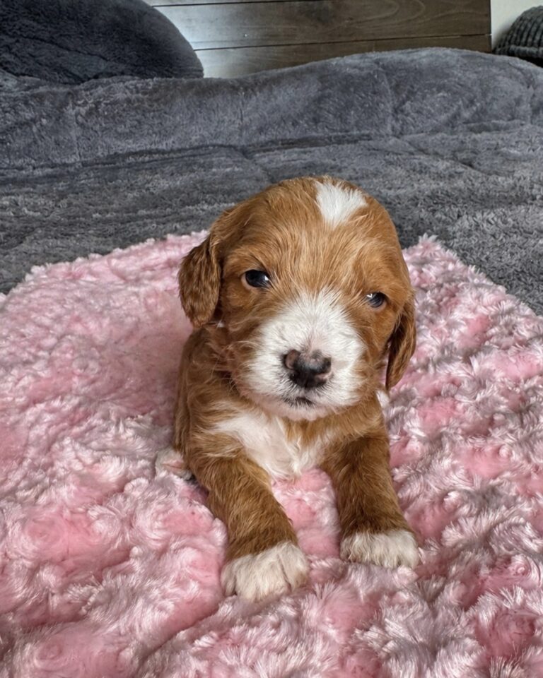 Red and white female Goldendoodle puppy Las Vegas raised in home environment