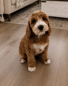 Red and white Goldendoodle puppy Las Vegas raised in home environment