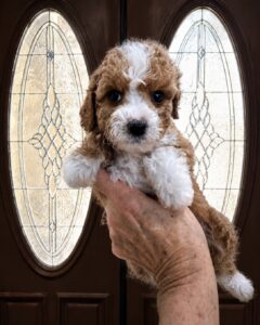 Female Goldencavapoo puppy with door glass in background in Las Vegas