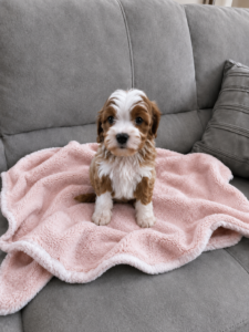 cavapoo puppy in las vegas on pink blanket