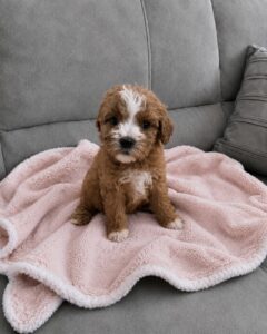 Red and white female Cavapoo puppy portrait on pink blanket