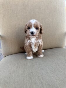 Red and white male Cavapoo puppy picture on patio chair