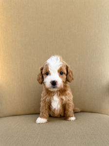 Cute male Cavapoo puppy available at Cathy’s Doodles and Poodles