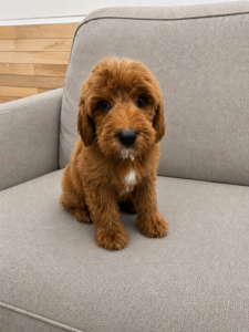 Goldendoodle puppy Las Vegas non shedding coat family companion