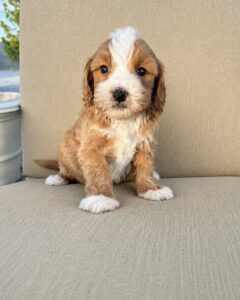 Male Cavapoo puppy with soft wavy coat and teddy bear face