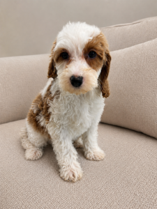 female parti goldendoodle puppy in las Vegas