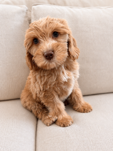 Australian Labradoodle puppy medium size Las Vegas Nevada