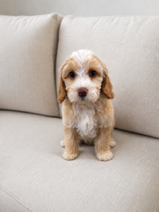 This Australian Labradoodle puppy is expected to have a low to non-shedding coat, making it a wonderful companion for families in Las Vegas and surrounding areas.