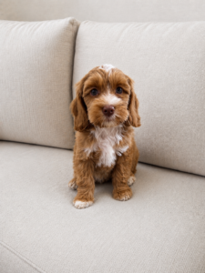 Female Australian Labradoodle puppy in Las Vegas soft wavy coat